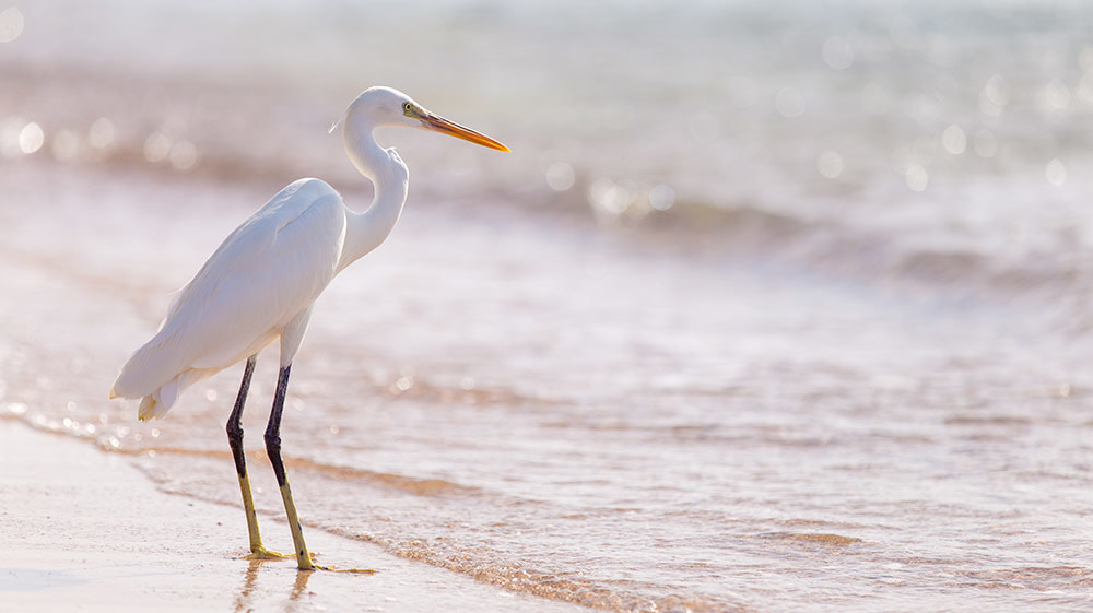 Cuello libre. Artículo sobre Técnica Alexander con Marta Barón en Madrid