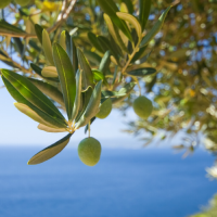 El olivo esencial. Artículo sobre Técnica Alexander con Marta Barón en Madrid El olivo esencial. Artículo sobre Técnica Alexander con Marta Barón en Madrid